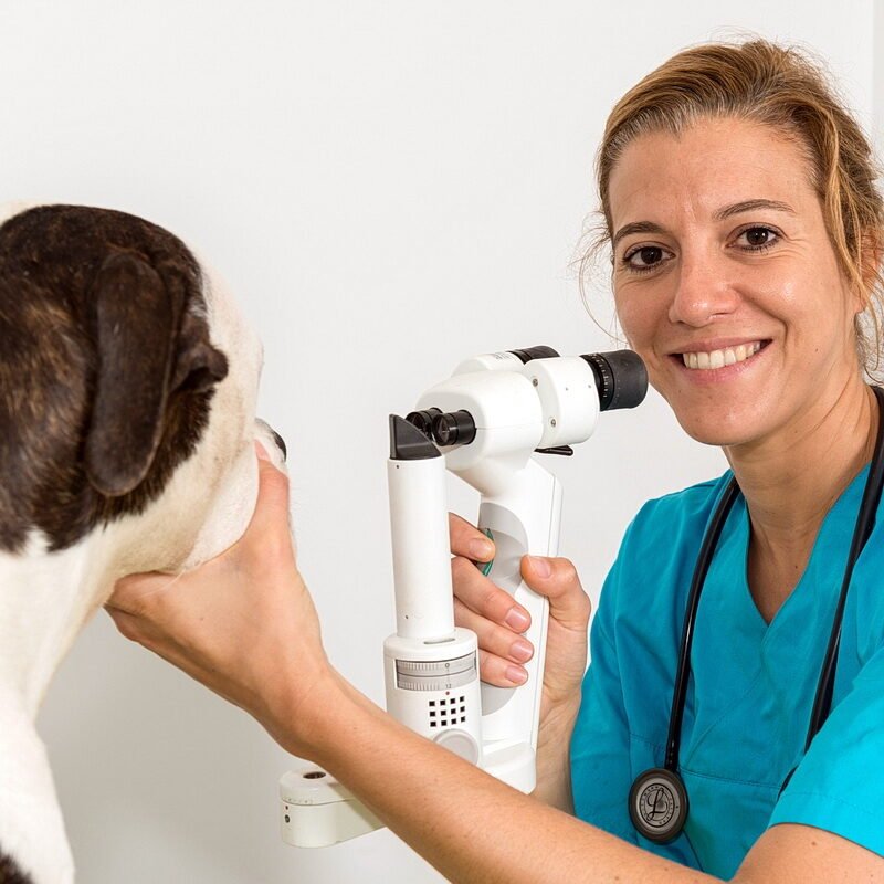 Dr Rateau Ophtalmologie vétérinaire perpignan 3