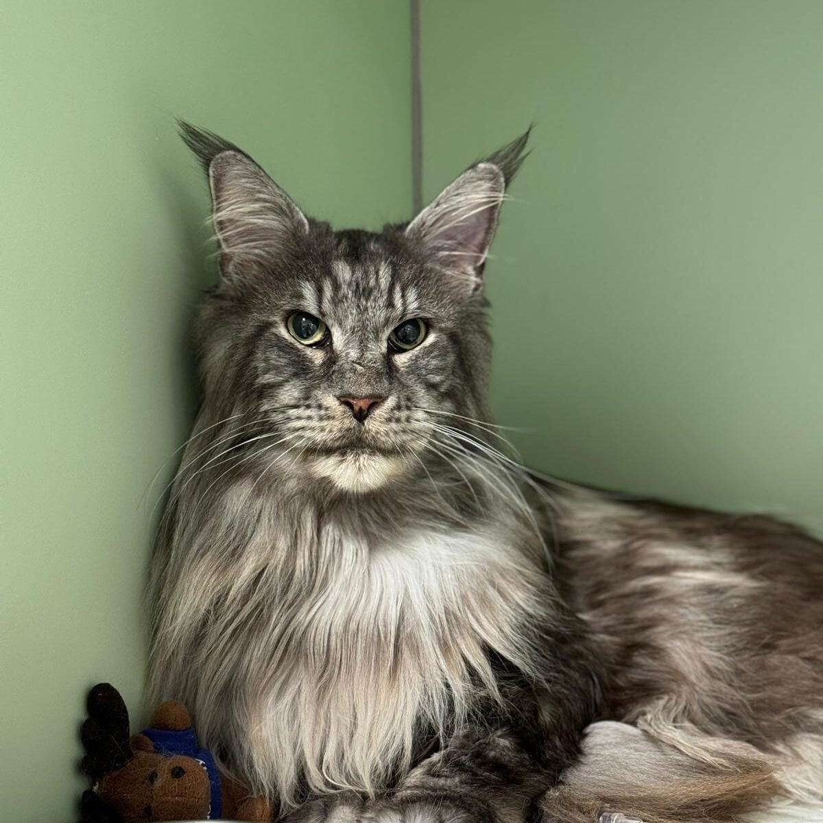 Chat hospitalisé
