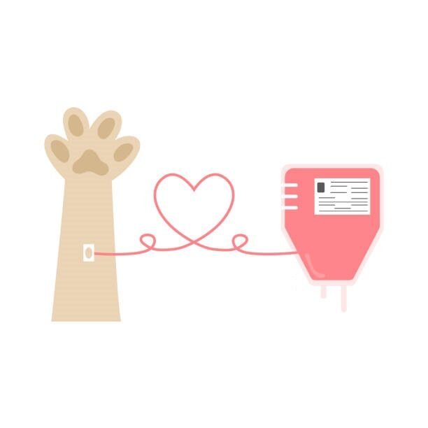 Transfusion sanguine chien schéma Transfusion sanguine chien schéma